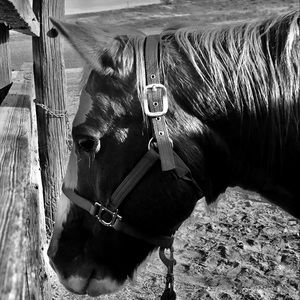 Meet your Posher, Hadley